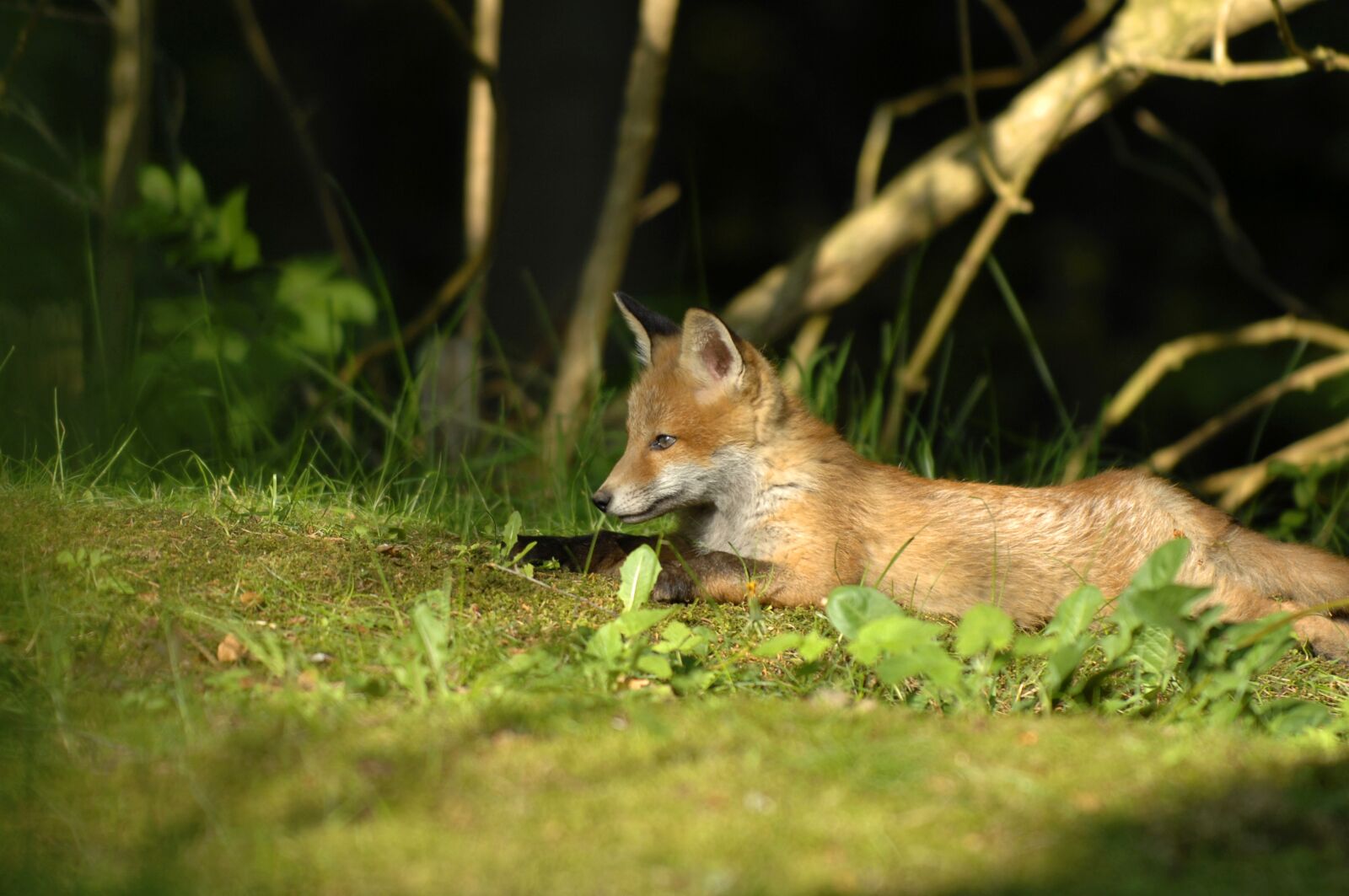 Nikon D2Xs sample photo. Natural, expensive, mammals photography
