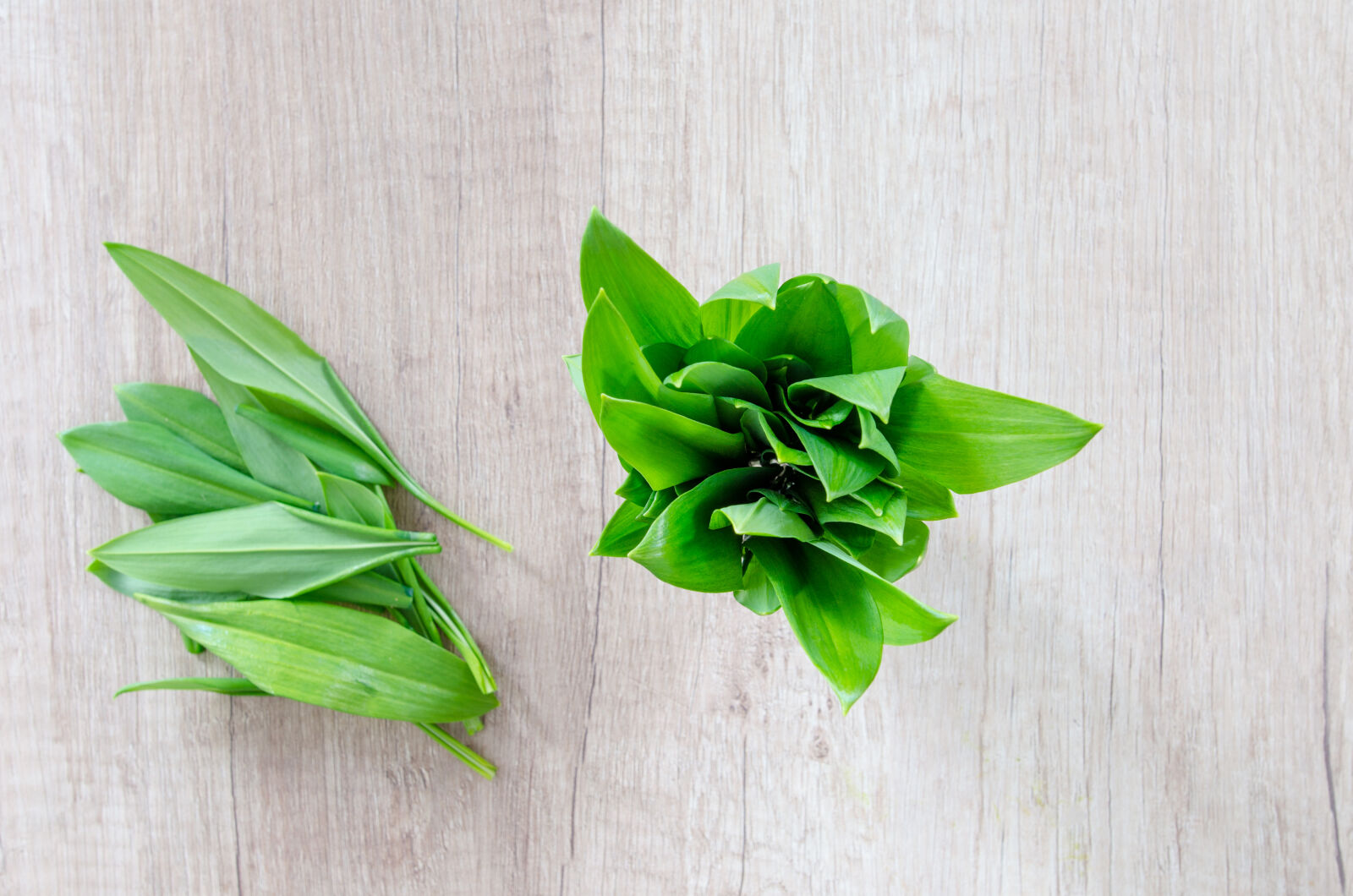 Nikon D5100 sample photo. Allium, aromatic, background, bear photography