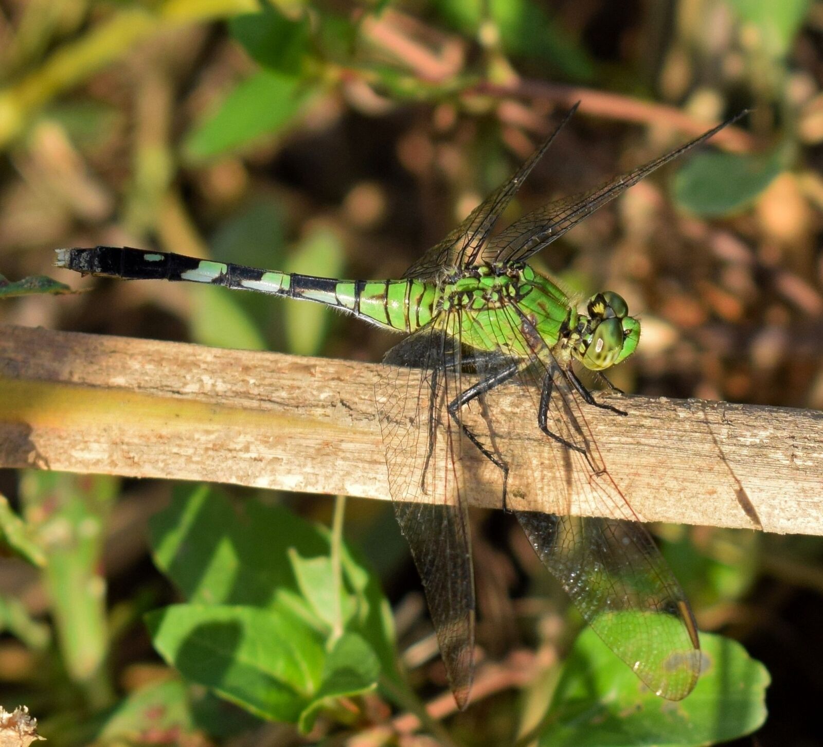 Nikon D5300 sample photo. Dragonfly, pondhawk, pondhawk dragonfly photography