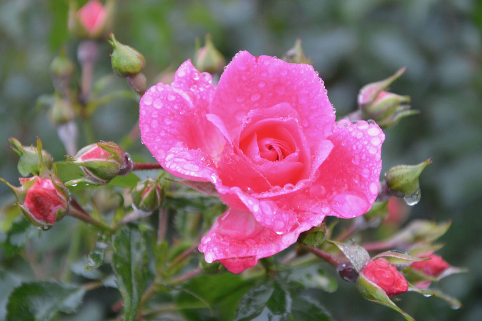 Nikon D5200 sample photo. Pink, flowers rose, pink photography