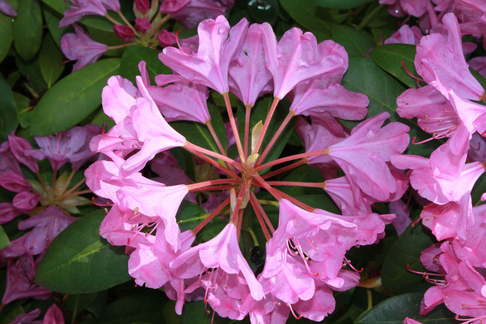 Canon EOS 550D (EOS Rebel T2i / EOS Kiss X4) sample photo. Rhododendron, bush, shrub photography