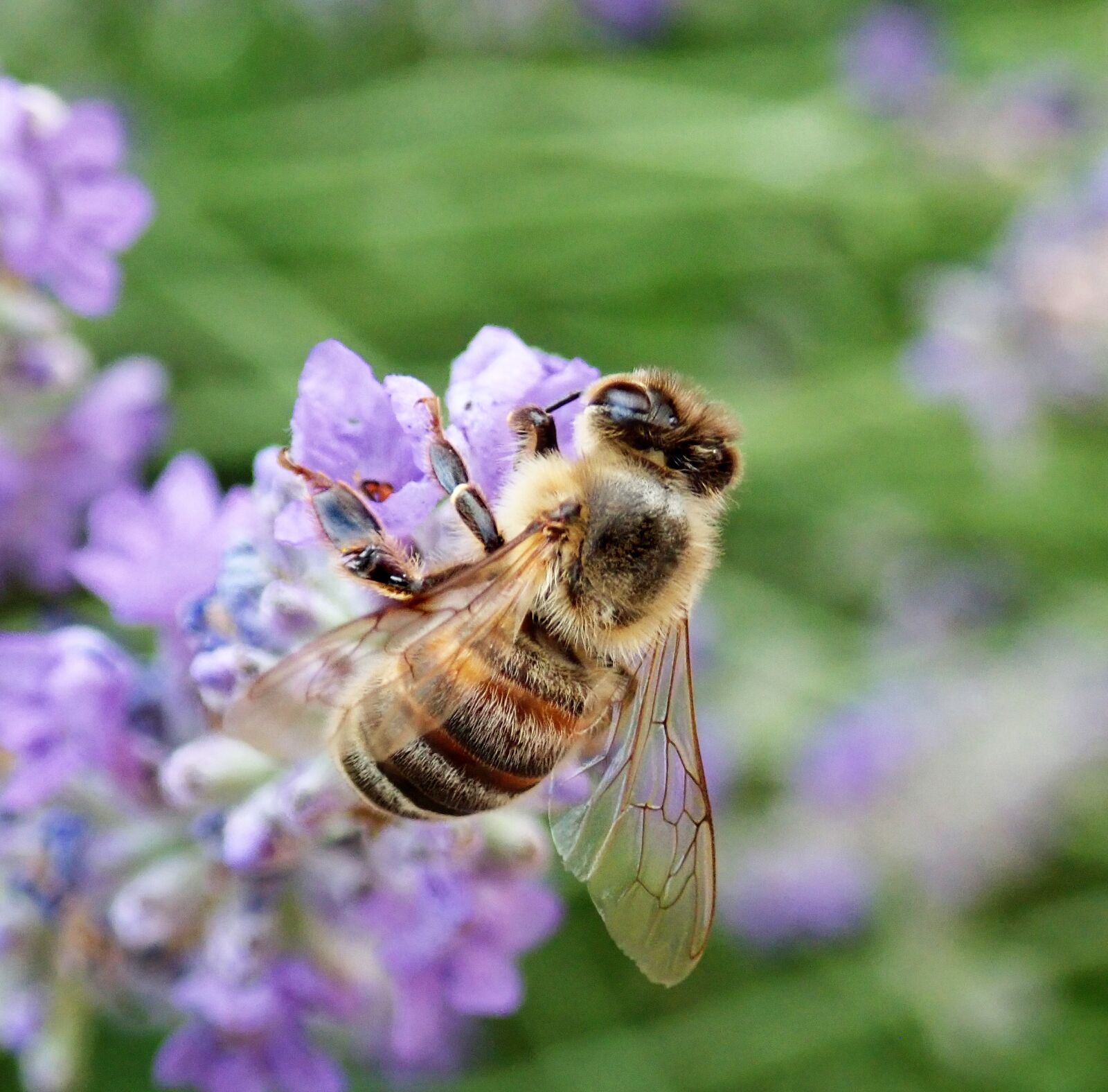 Olympus TG-5 sample photo. Bee, insect, flower photography