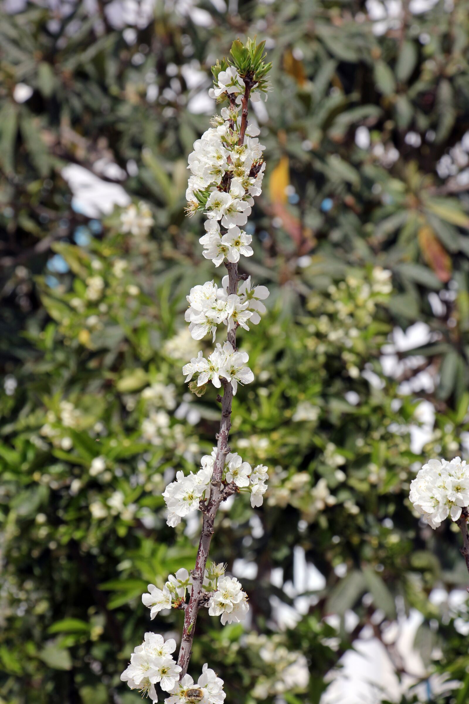 Canon EOS 60D sample photo. Flower, tree, nature photography
