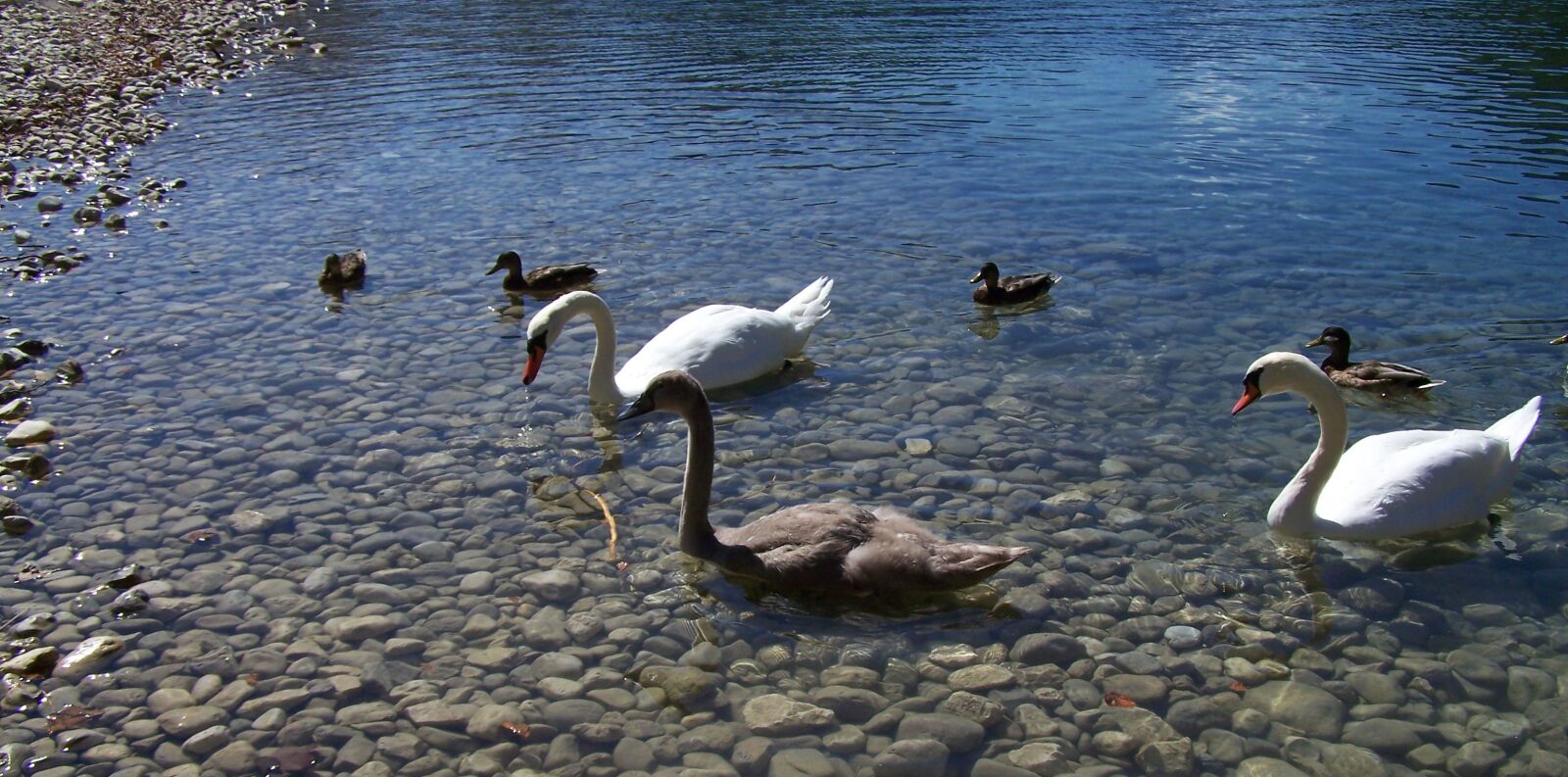 Kodak EASYSHARE Z710 ZOOM DIGITAL CAMERA sample photo. Swan, white, duck photography