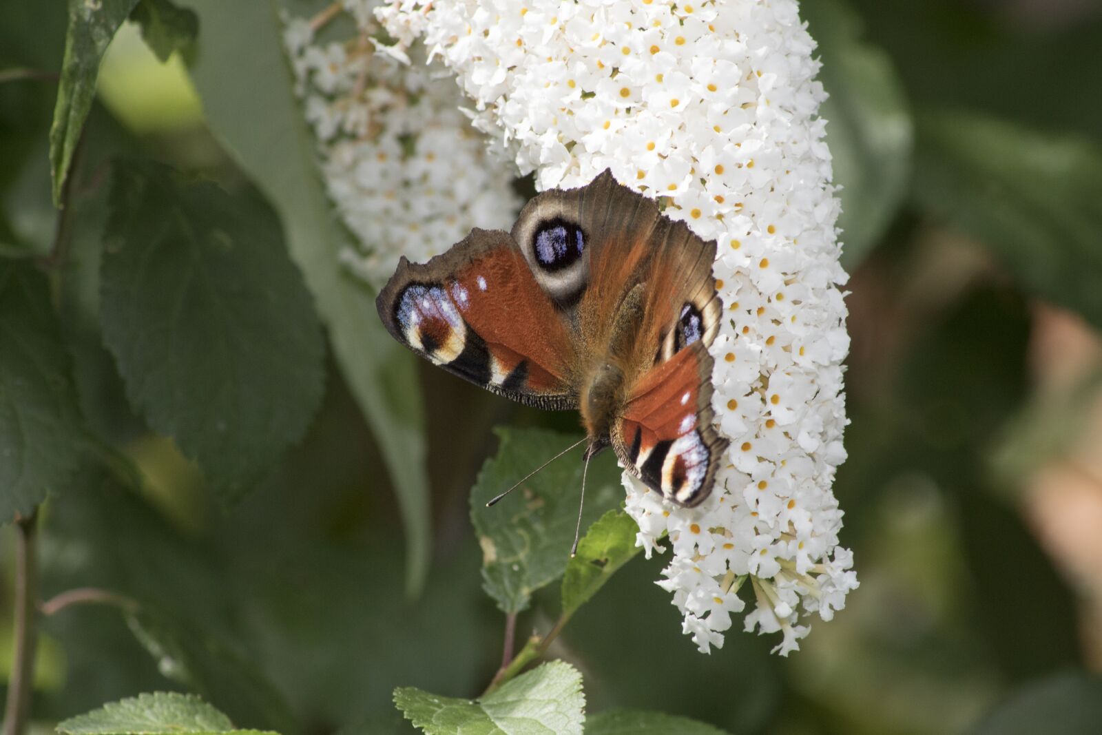 Canon EOS 750D (EOS Rebel T6i / EOS Kiss X8i) sample photo. Butterfly, peacock butterfly, insect photography
