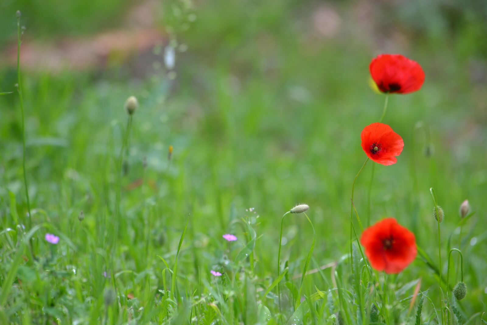 Nikon D3100 sample photo. Lawn, hayfield, natural photography