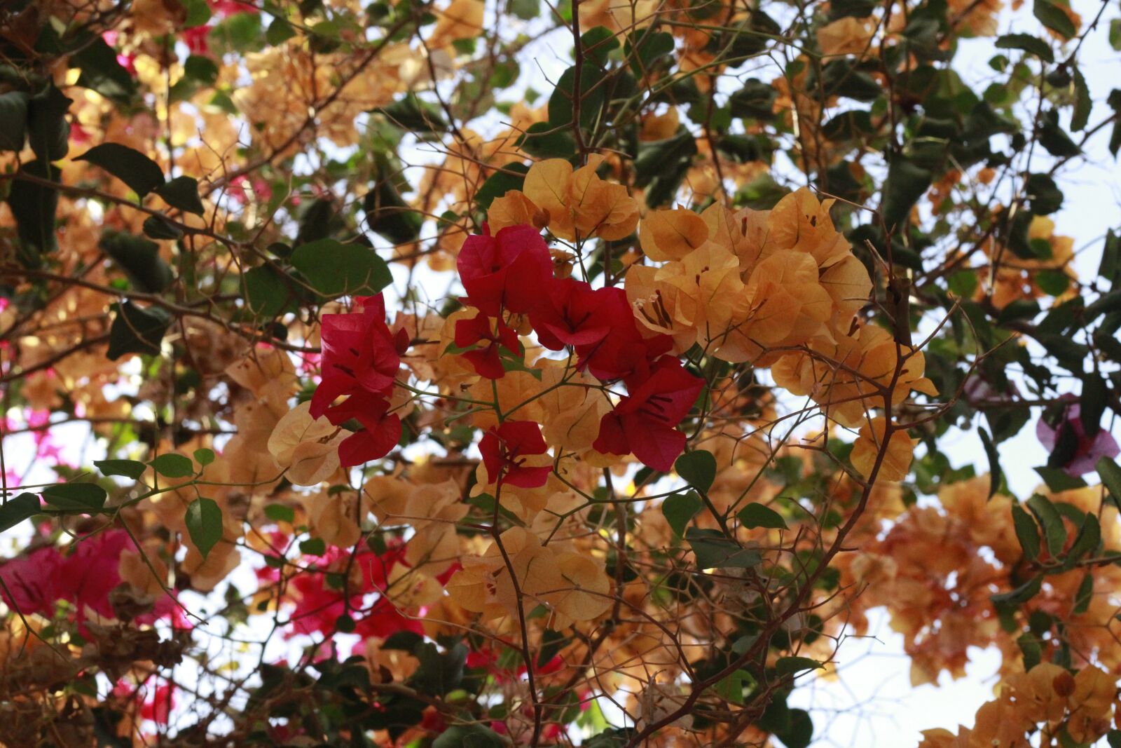 Canon EOS 60D + Canon EF 50mm F1.8 II sample photo. Flowers, fall, pink photography
