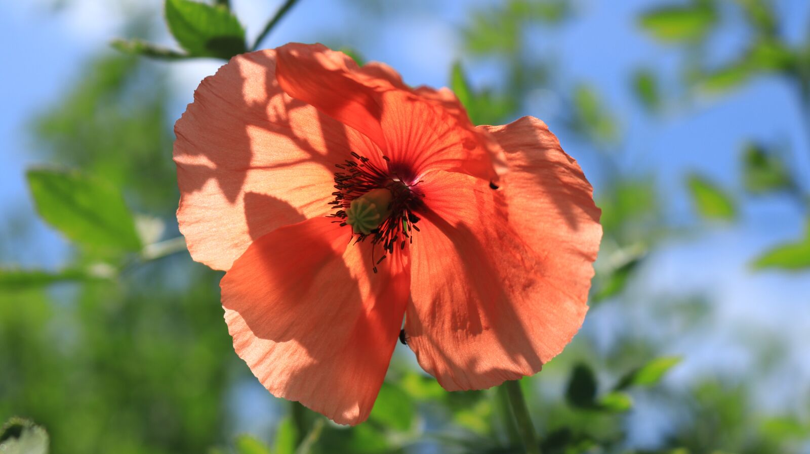 Canon EOS 80D sample photo. Poppy flower, plant, poppy photography