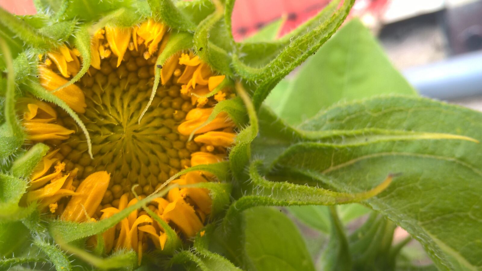 Microsoft Lumia 640 LTE sample photo. Sunflower, button, summer photography