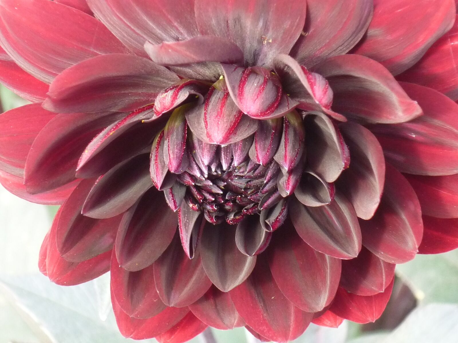 Panasonic Lumix DMC-FS6 sample photo. Dahlia, flower, blossom photography