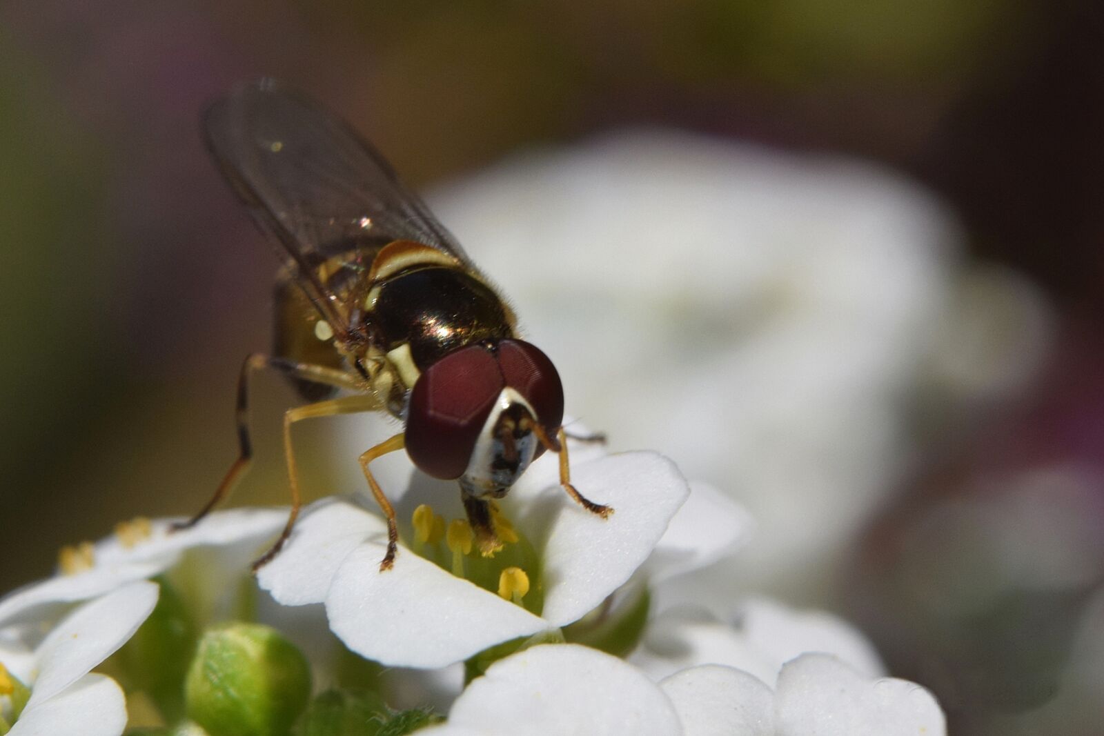 Nikon D5300 sample photo. Mosquito, insect, macro photography