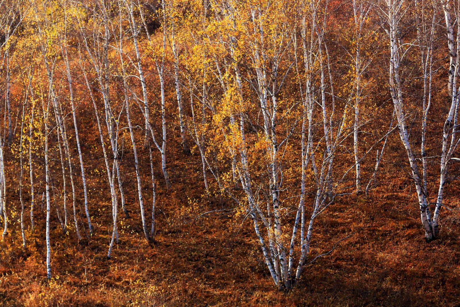 Canon EF 70-200mm F2.8L IS USM sample photo. Autumn, the scenery, tree photography