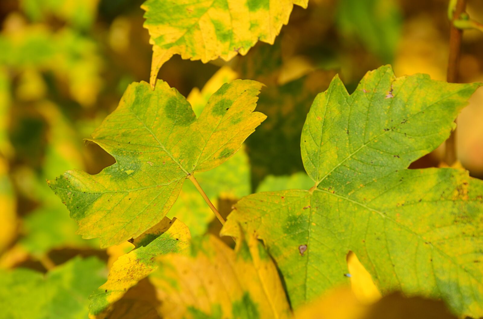 Nikon D5100 sample photo. Sheet, tree, maple photography