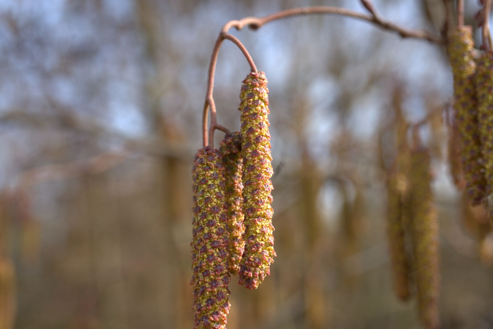 Sony FE 50mm F2.8 Macro sample photo. Hazel, tree, spring photography