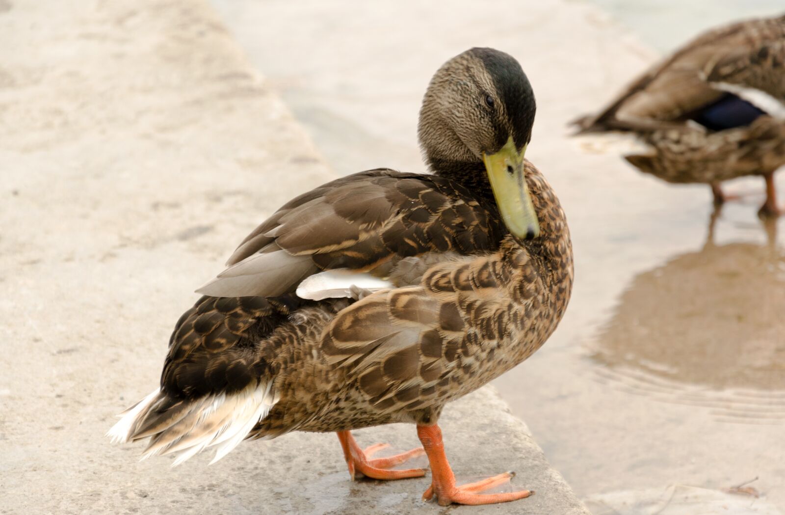 Nikon D5100 sample photo. Maschpark, nature, waters photography