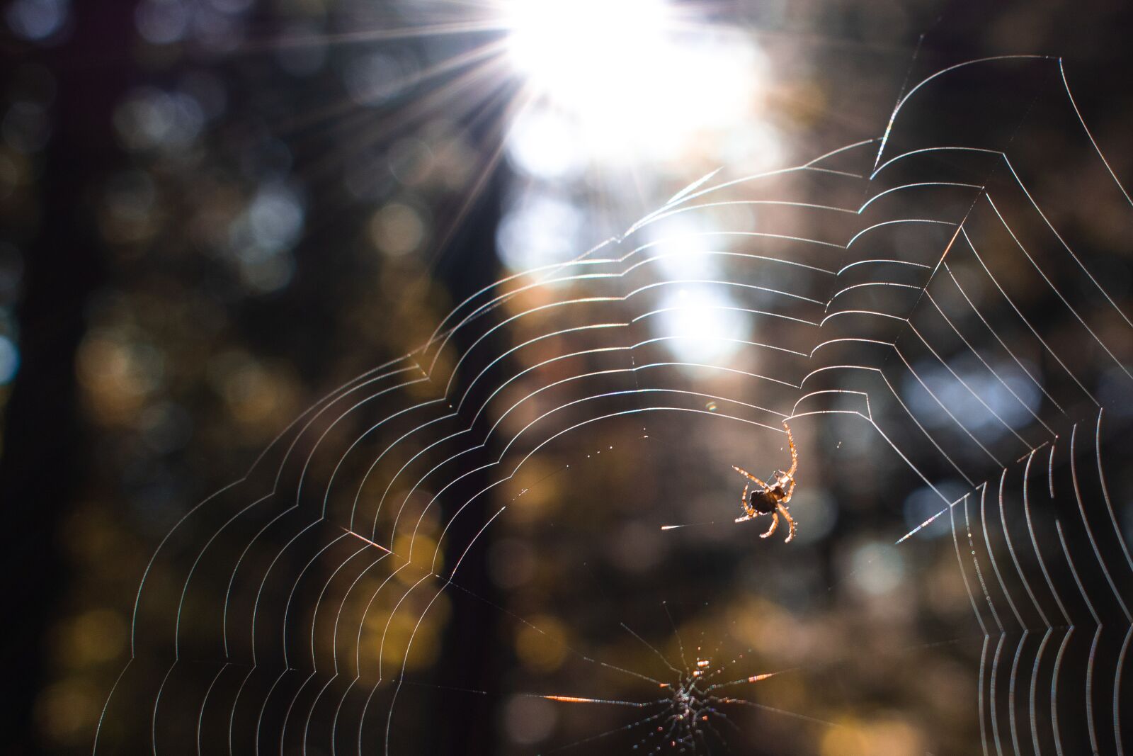 Nikon D5600 sample photo. Spider, web, nature photography