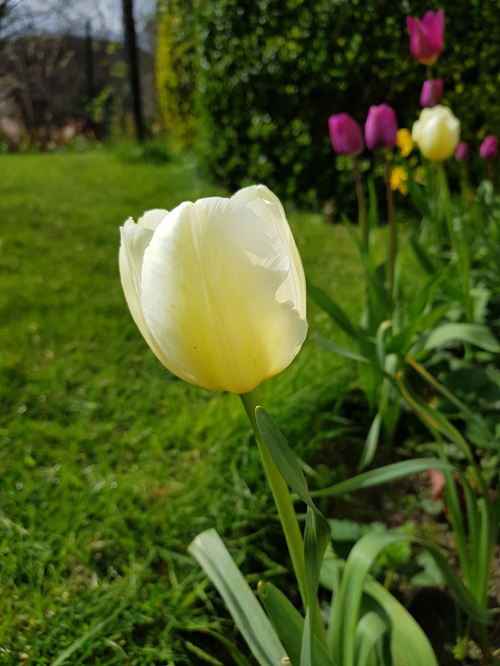 Samsung Galaxy S8+ sample photo. Flower, nature, flora photography