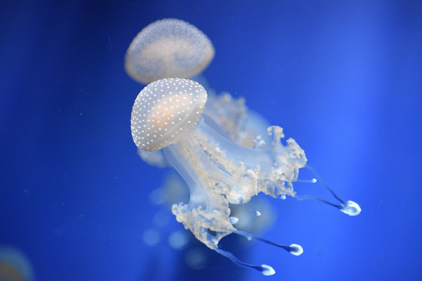 Nikon D3400 sample photo. The jellyfish, naturals, sea photography