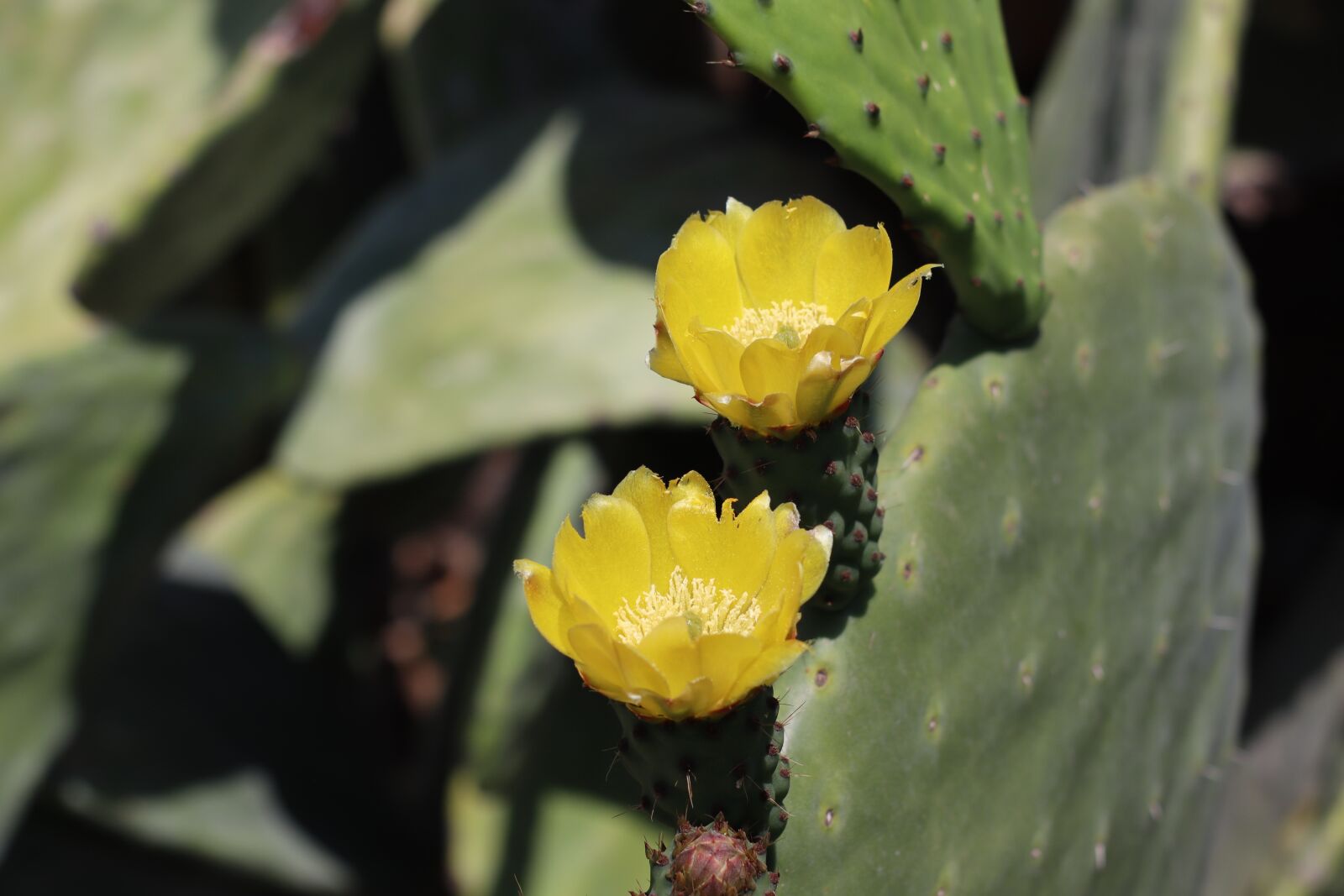 Canon EOS M50 (EOS Kiss M) sample photo. Cactus, tunera, prickly pear photography