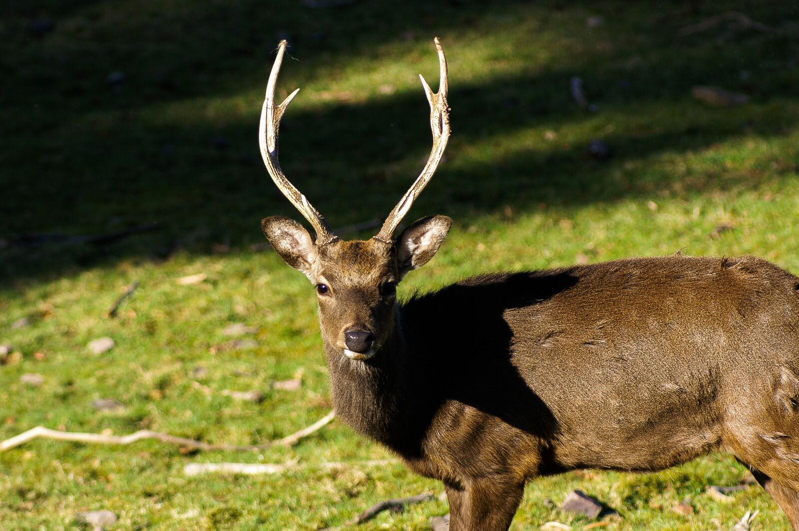 KONICA MINOLTA DYNAX 5D sample photo. Deer, nature, hirsch photography