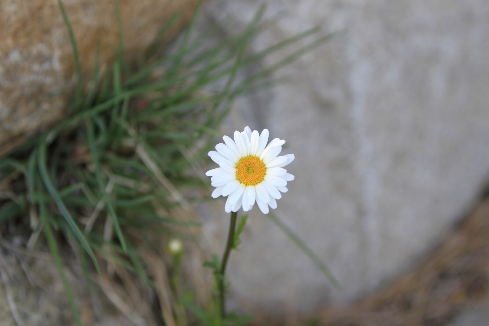 Canon EOS 7D sample photo. Pohang, everywhere park, flowers photography
