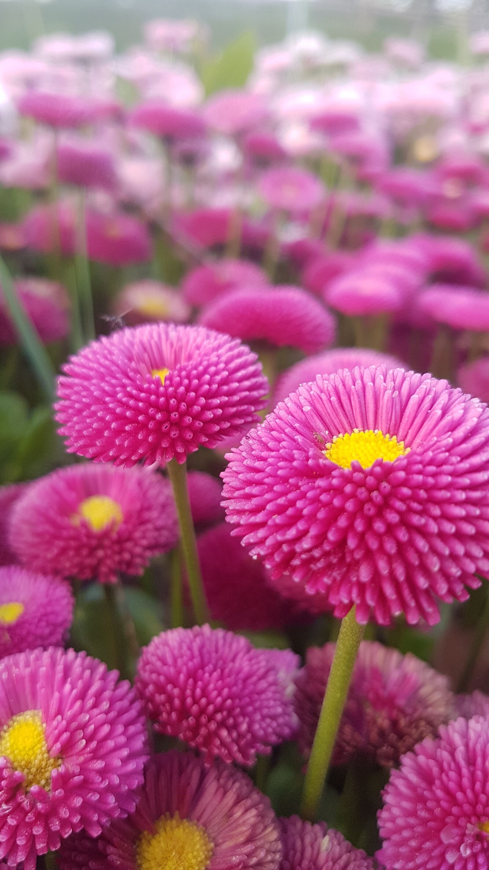 Samsung Galaxy S7 sample photo. Pink flower, bellis perennis photography