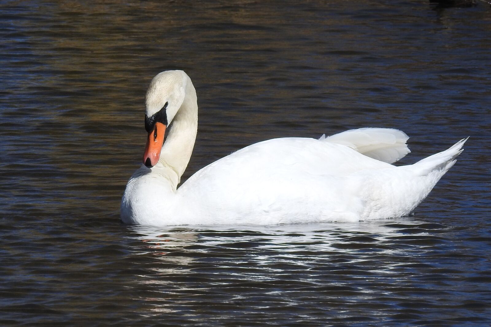 Nikon Coolpix P900 sample photo. Swan, waters, bird photography