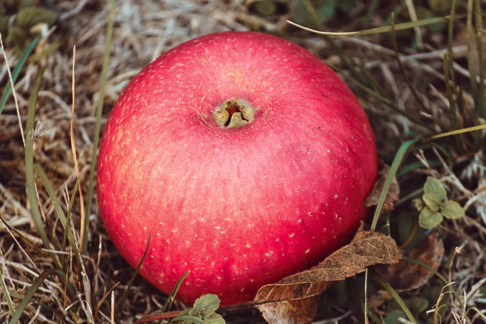 Canon EOS 1100D (EOS Rebel T3 / EOS Kiss X50) sample photo. Apple, red, concerns photography