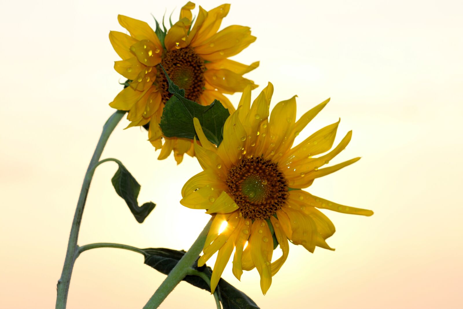 Canon EOS 700D (EOS Rebel T5i / EOS Kiss X7i) + Canon EF 85mm F1.8 USM sample photo. Sunflower, sun, drops photography