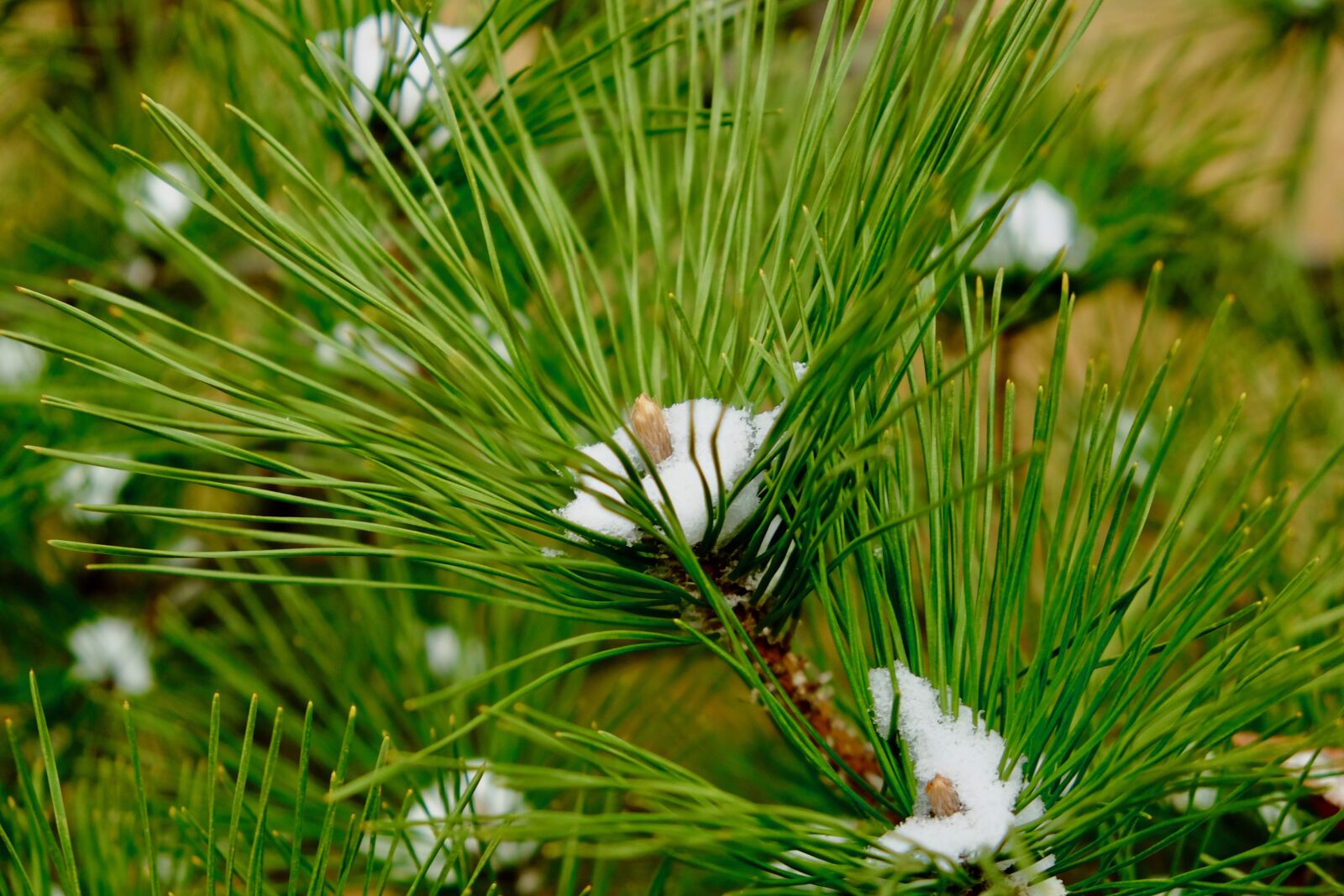 Fujifilm X-T10 sample photo. Pine, tree, snow photography