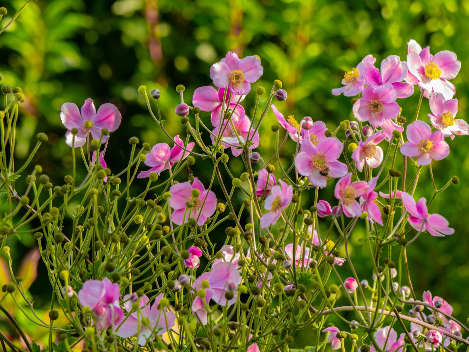 LUMIX G VARIO 100-300/F4.0-5.6II sample photo. Flowers, anemones, blossom photography