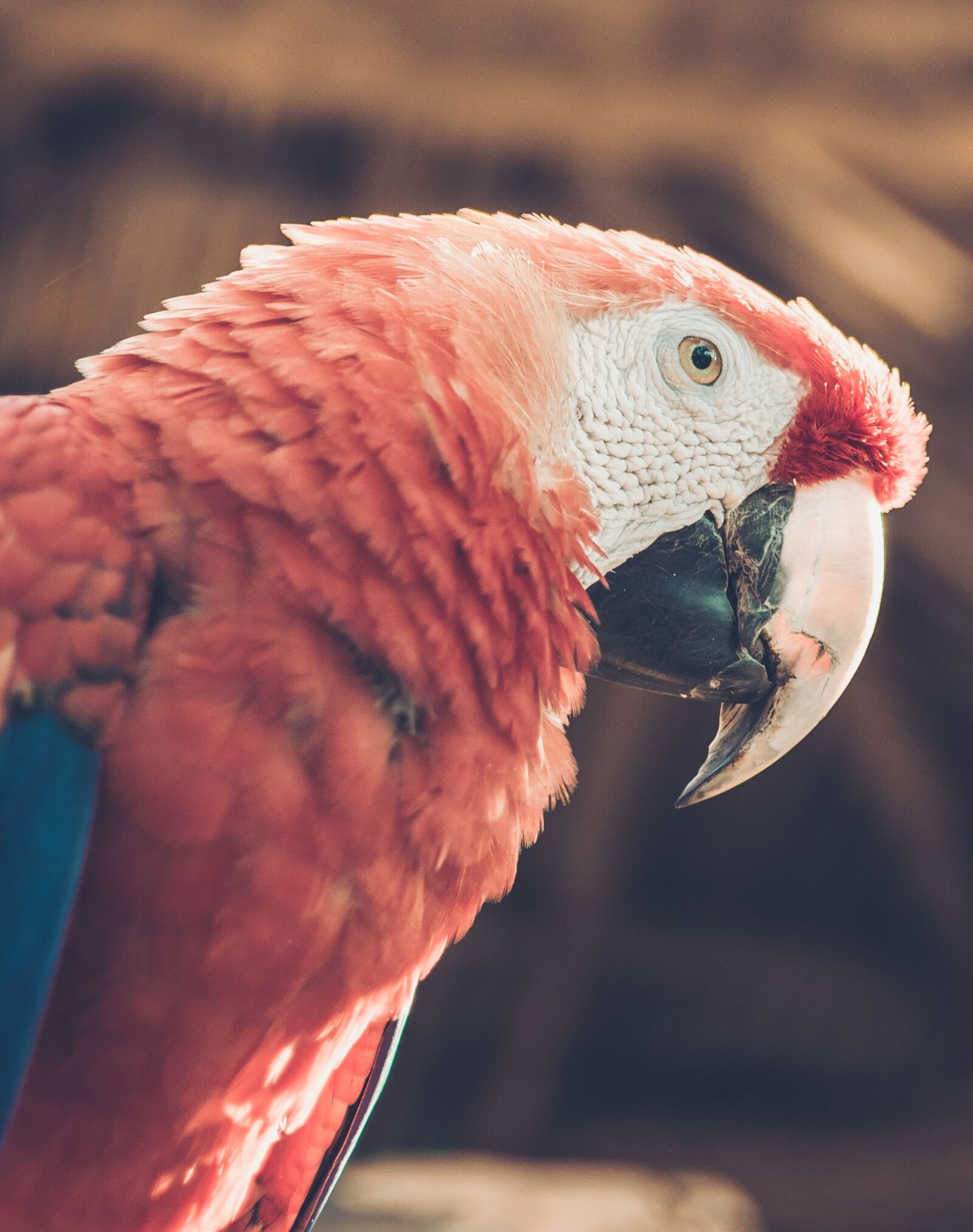Nikon D5300 sample photo. Macaw, ave, tropical bird photography