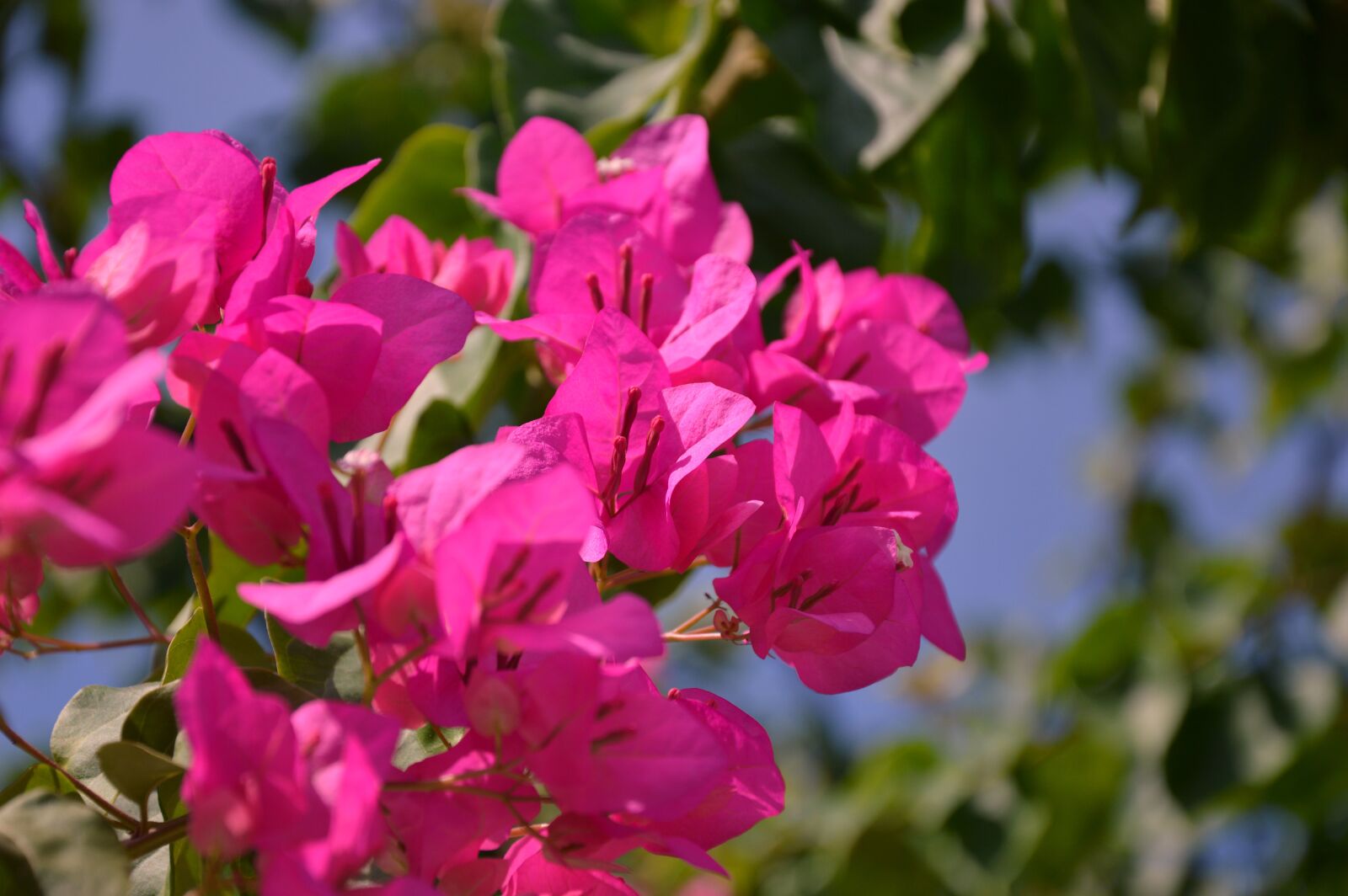 Nikon D3200 sample photo. Blossom, bloom, bougainvillea photography