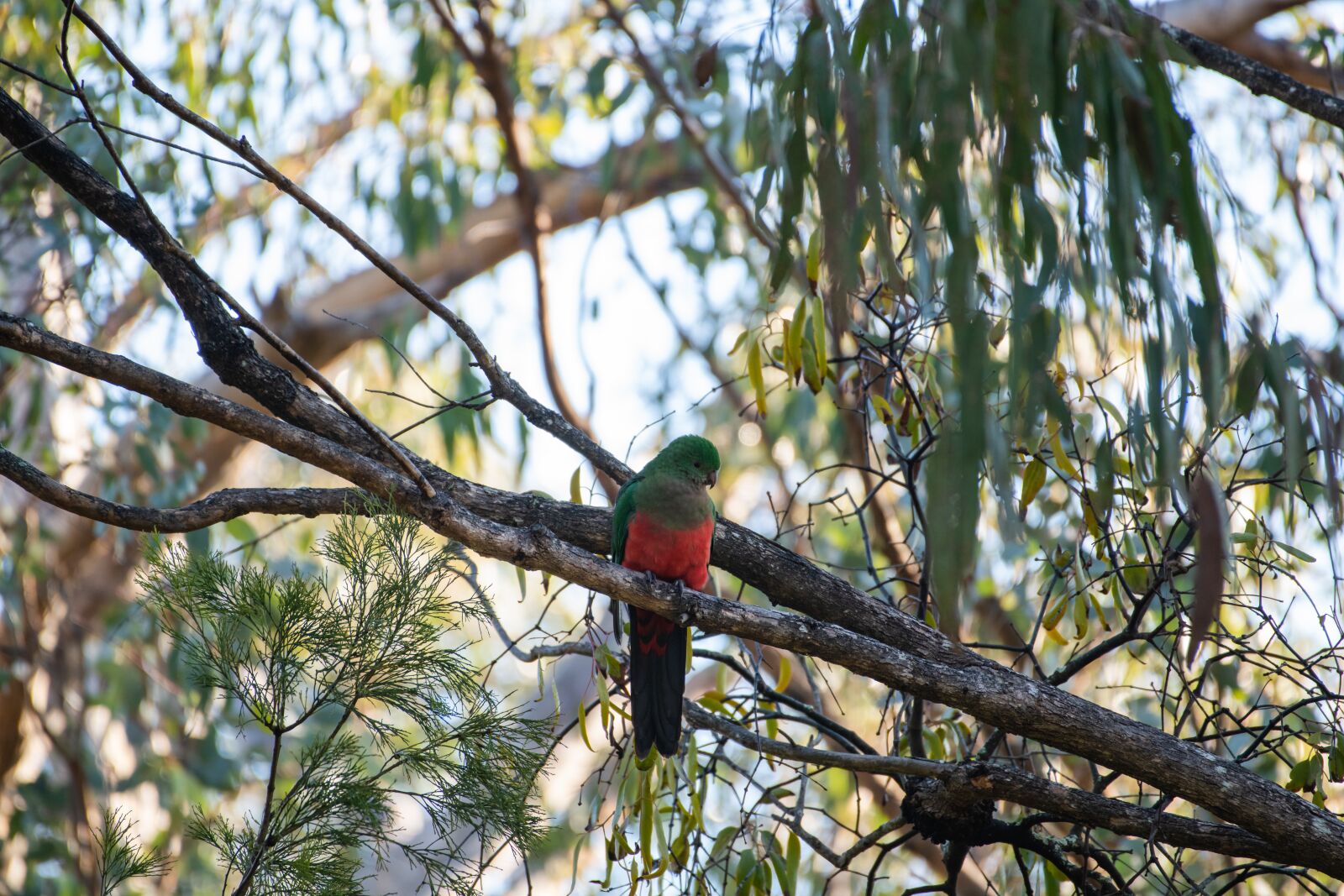 Nikon D850 sample photo. Australian king parrot, alisterus photography