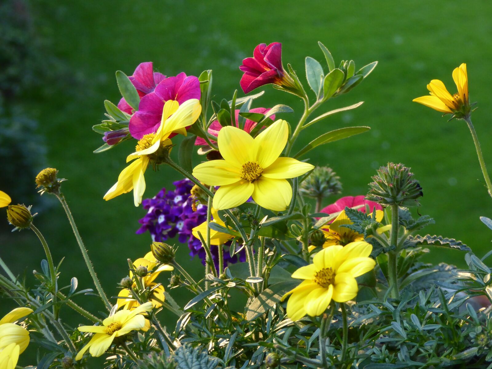 Panasonic DMC-TZ61 sample photo. Balcony, flowers, balcony plant photography