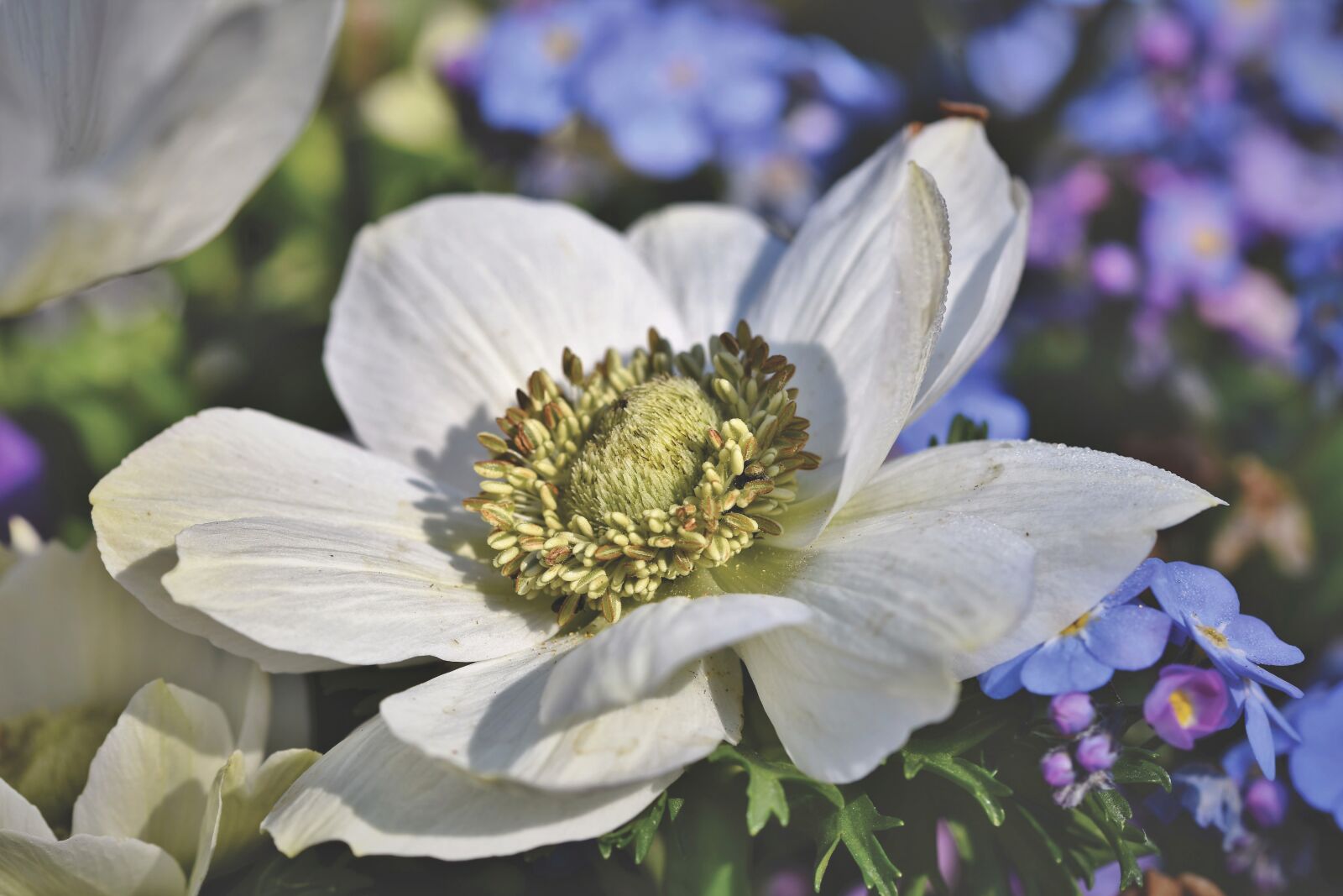 Nikon D7200 sample photo. Anemone, blossom, bloom photography