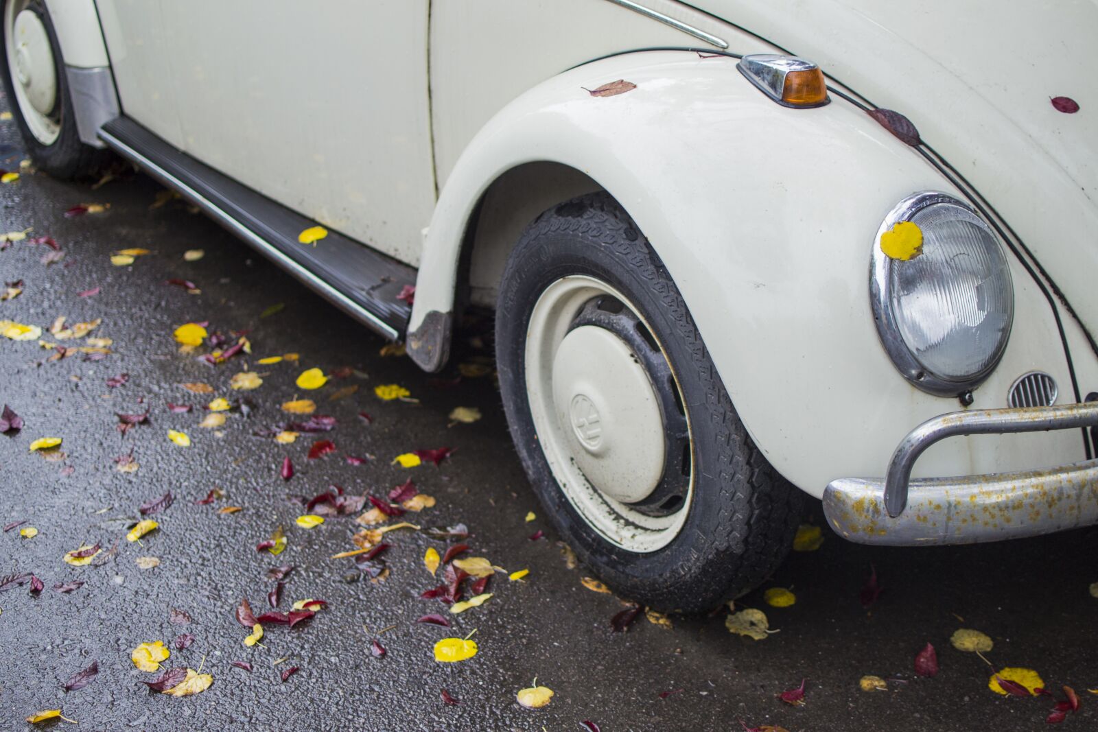Nikon D3100 sample photo. Leaves, car, leaf photography