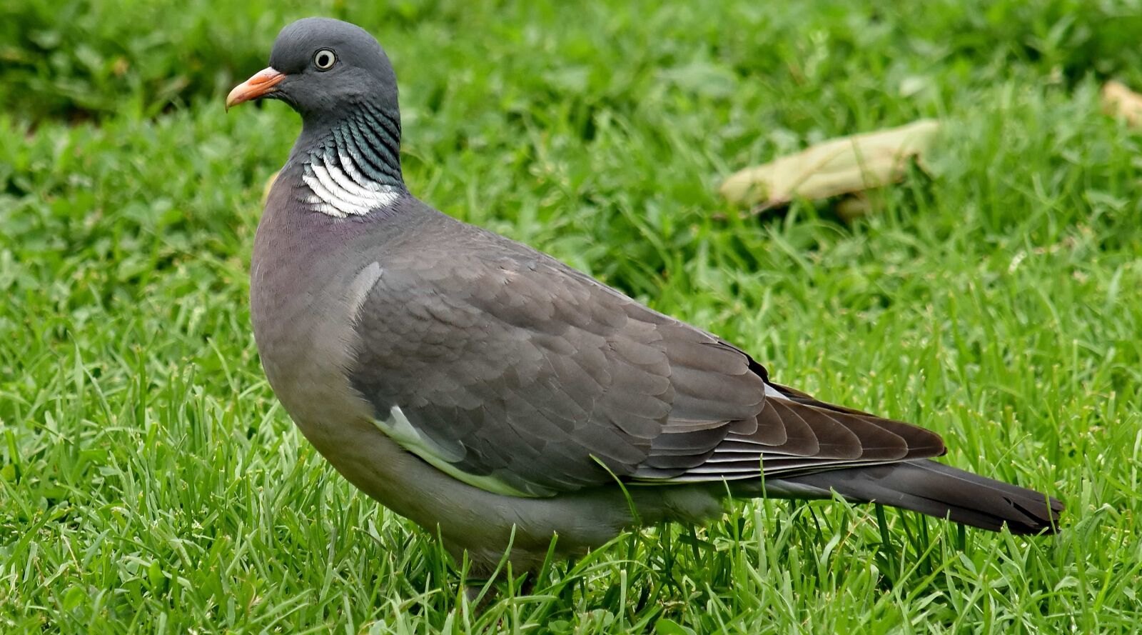 Nikon D5500 sample photo. Gray, feather, beak, pigeon photography