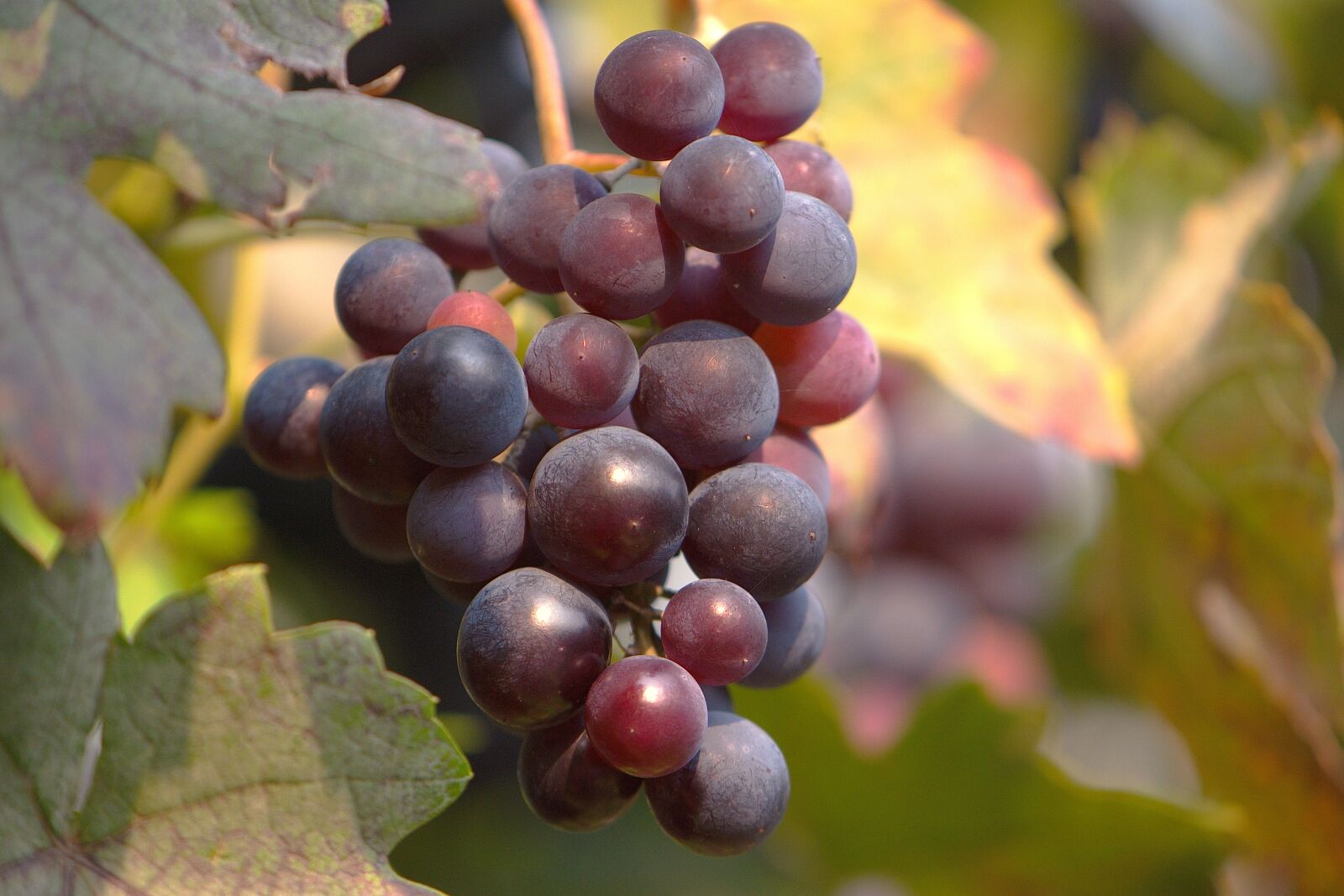 Nikon D5600 sample photo. Grapes, fruits, grapevine photography