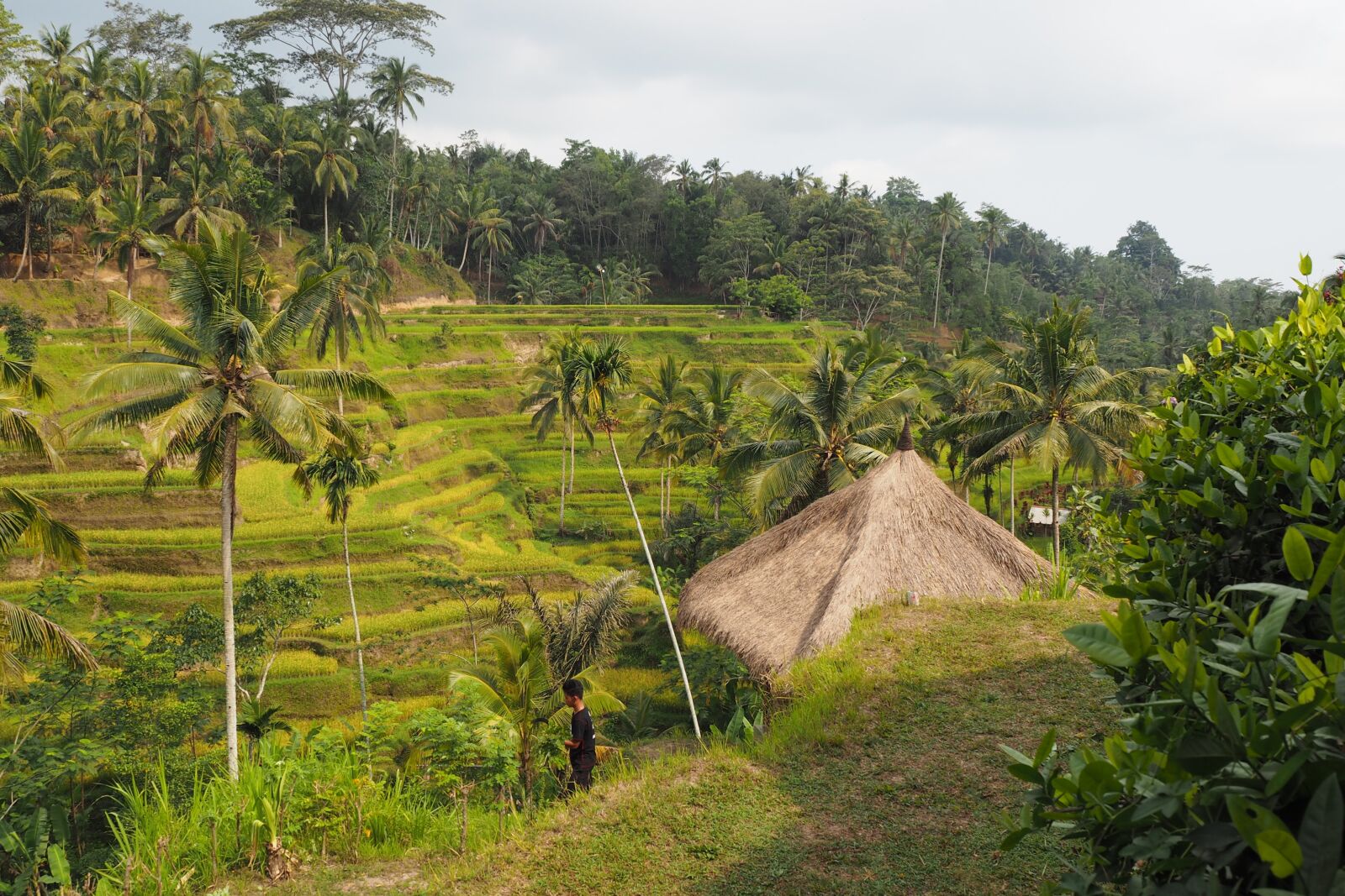 Olympus OM-D E-M10 sample photo. Bali, rice, field photography