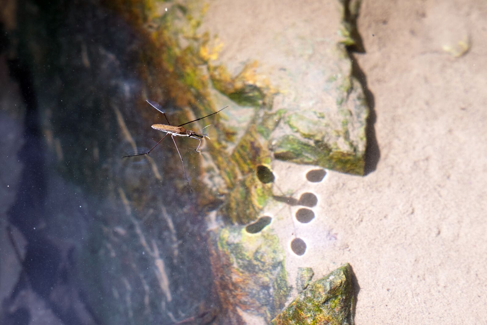 Sigma 24-70mm F2.8 DG DN Art sample photo. Salt war, shadow, pond photography