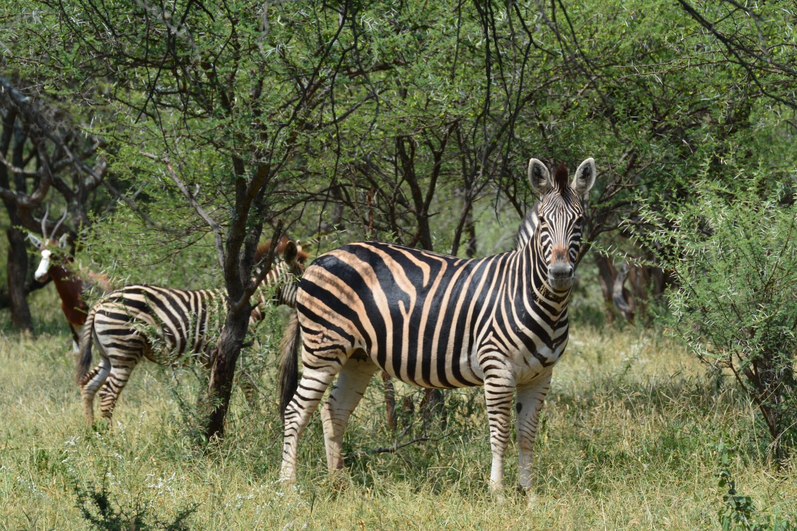 Nikon D5200 sample photo. Zebra, nature, bush photography