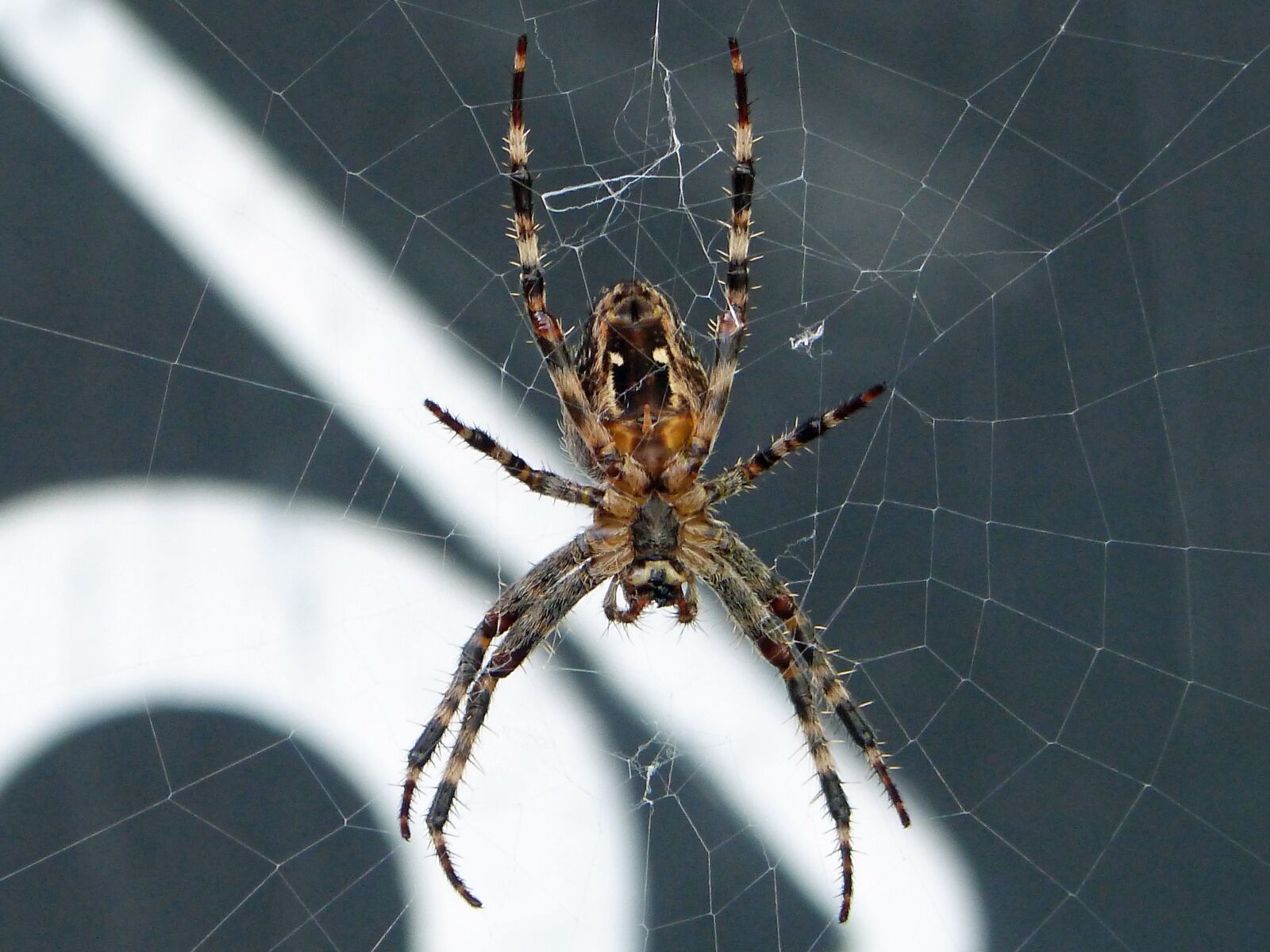 Panasonic DMC-FZ62 sample photo. Spider, web, close up photography