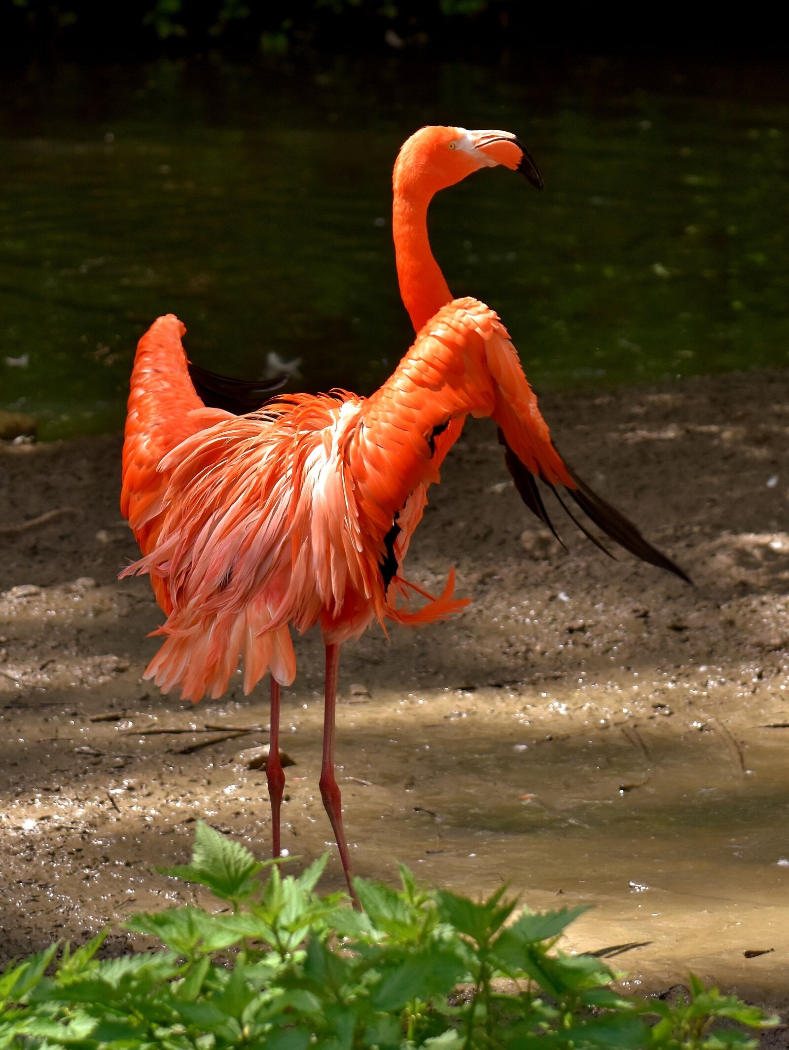 Nikon D7200 sample photo. Flamingo, birds, water bird photography