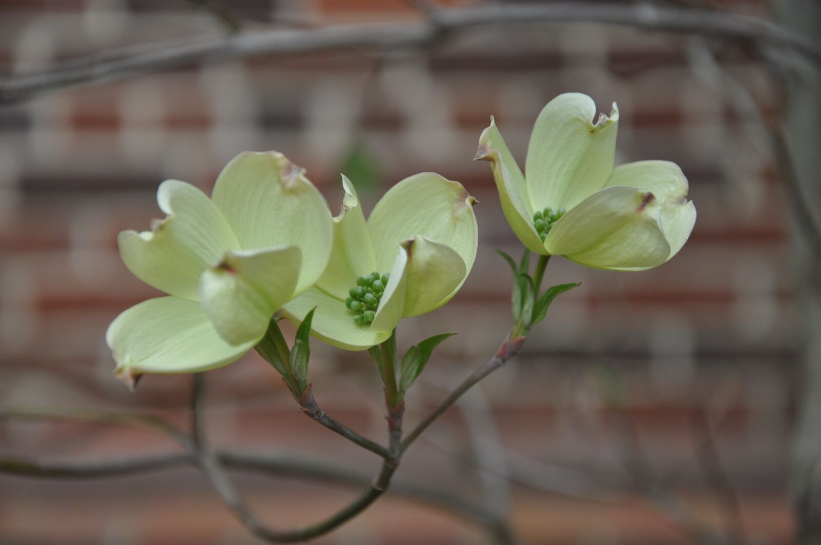 Nikon D90 sample photo. Dogwood, flower, plant photography