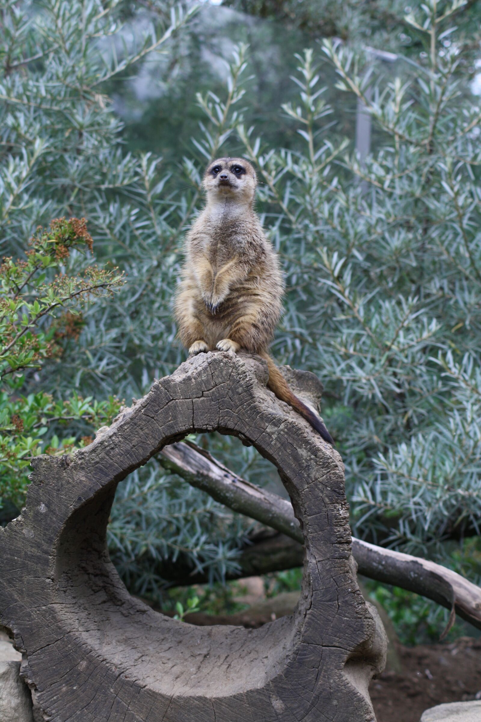 Canon EOS 1000D (EOS Digital Rebel XS / EOS Kiss F) sample photo. Meerkat, animal, guard photography