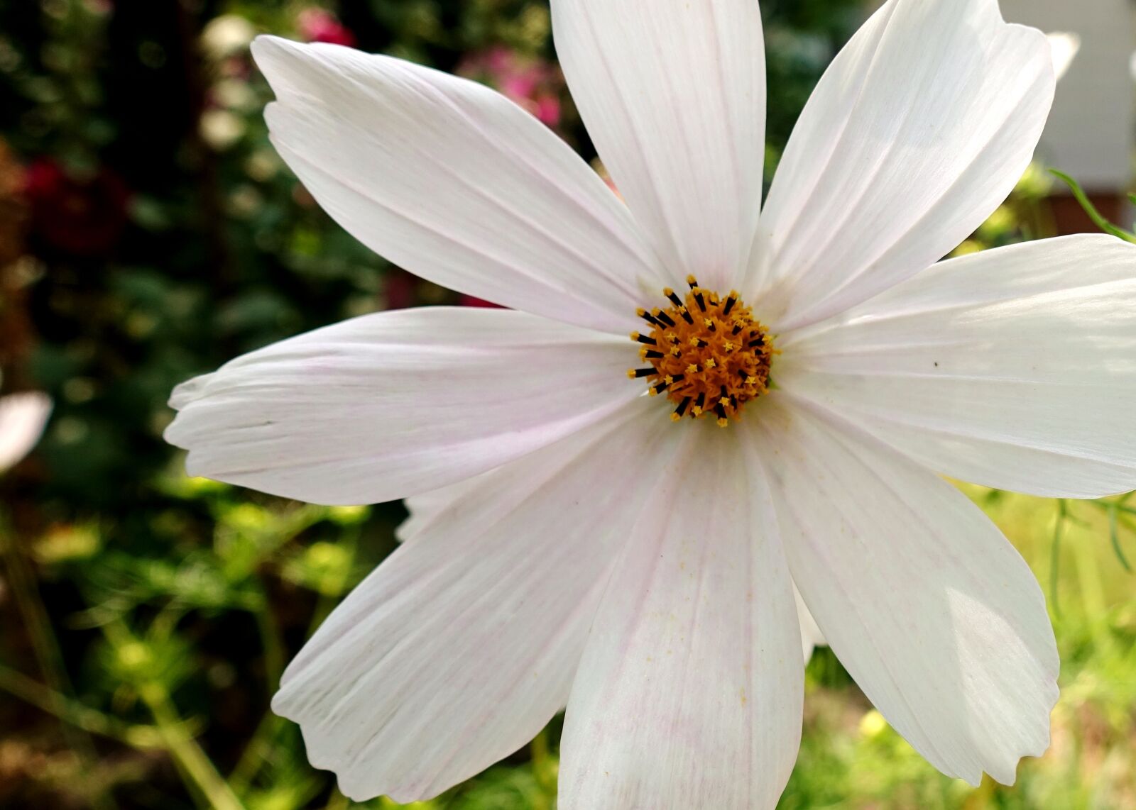 Sony DSC-RX100M5 sample photo. Flower, garden, white photography