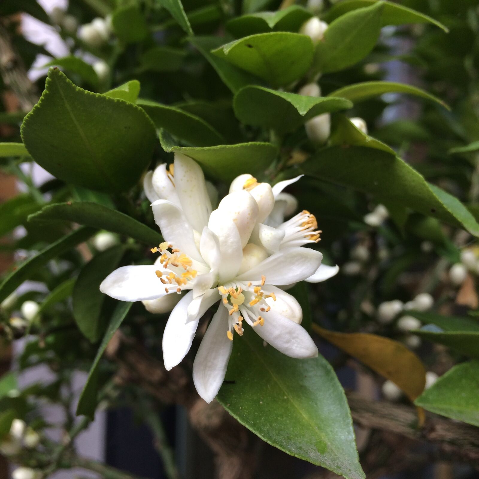 iPhone 5s back camera 4.15mm f/2.2 sample photo. Flower, plant, orange photography