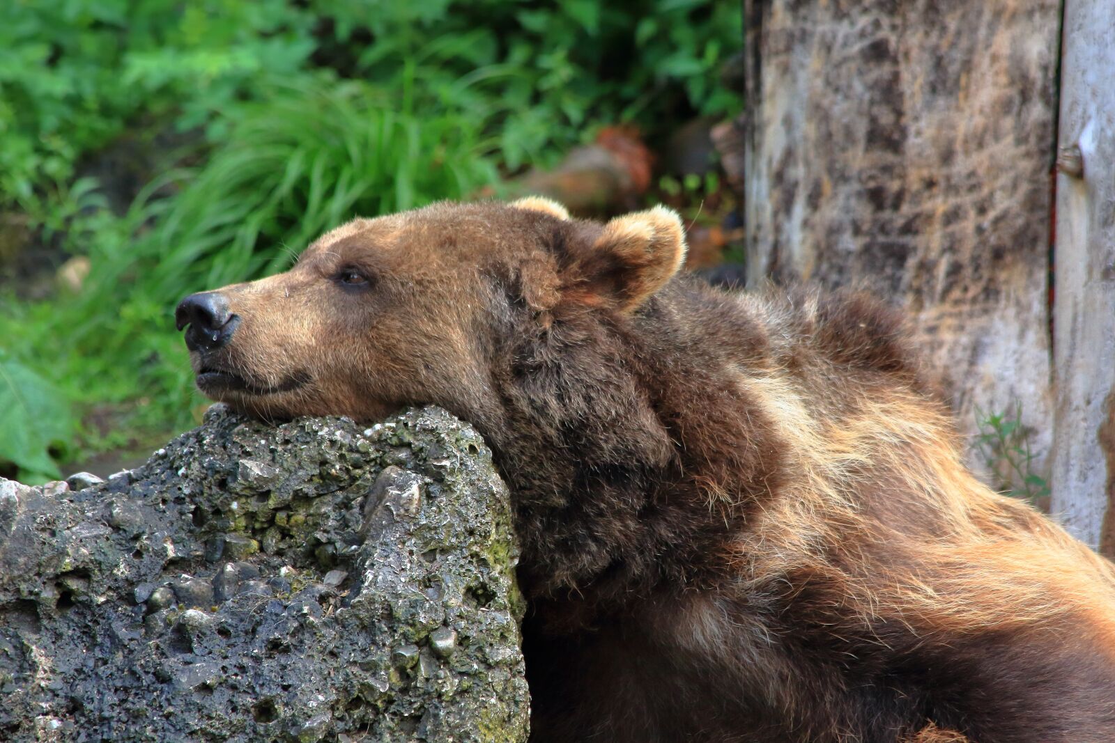 Canon EOS 550D (EOS Rebel T2i / EOS Kiss X4) sample photo. Bear, brown bear, wild photography