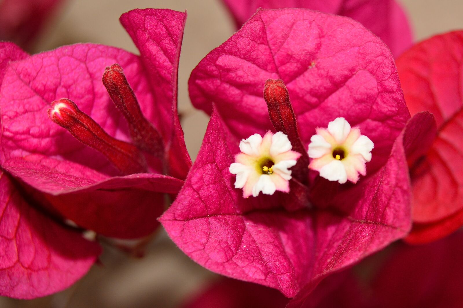 Nikon D5200 sample photo. Bougainvillea, flowers, pink photography